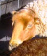 California Red Ewe Curly Sue ears frostbitten at birth
